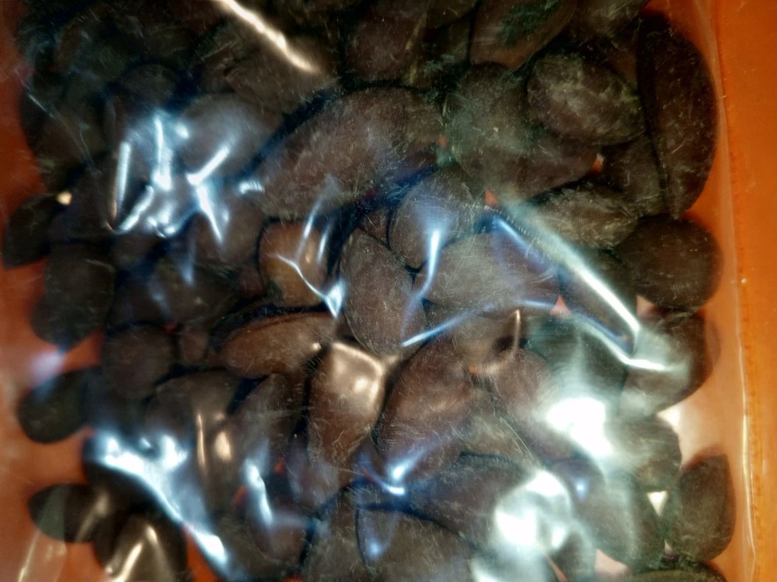 باسورك كشر