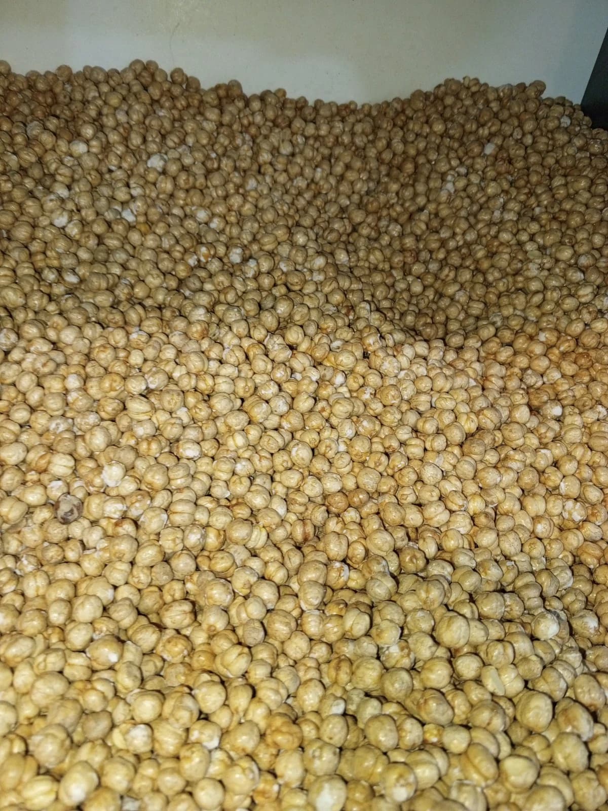 حمص هش