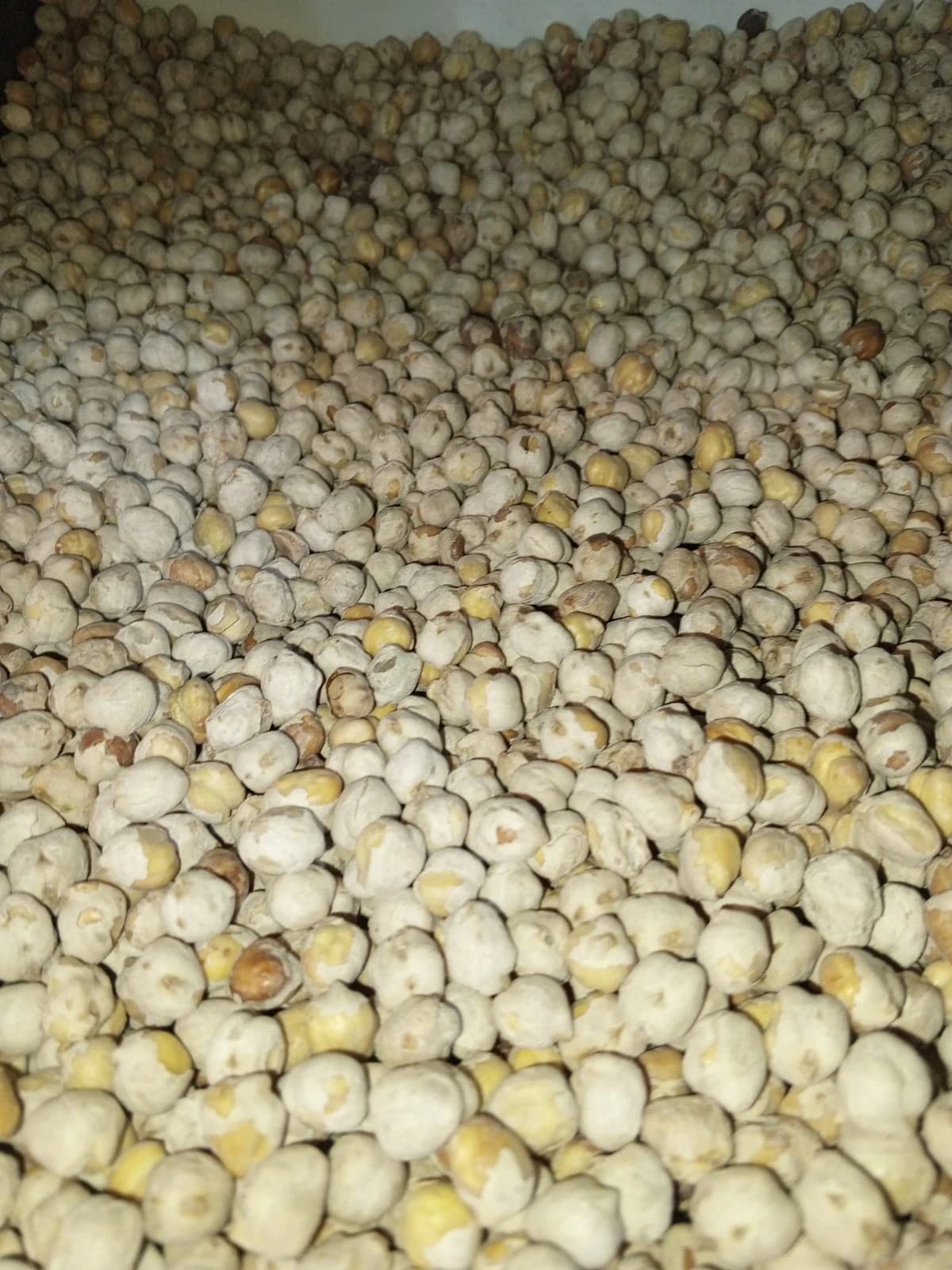 حمص عراقي