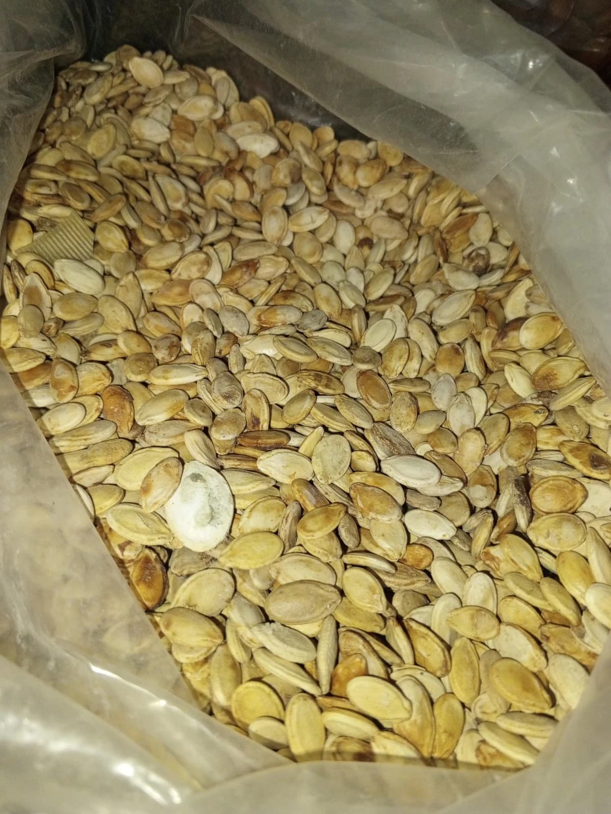 حب مصري مالح